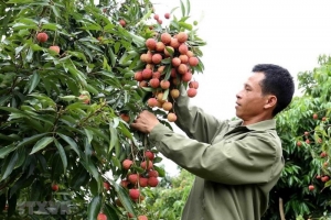 Vải thiều Việt Nam sẽ sớm được xuất khẩu sang Nhật Bản