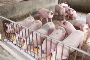 Bao giờ giá thịt lợn mới có thể giảm nhiệt?