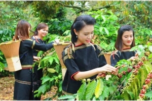 Giá cả thị trường nông sản 19/5: Giá cà phê tăng, tiêu đi ngang