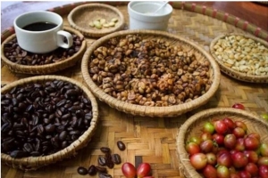 Thị trường giá nông sản ngày 20/5: Giá tiêu tăng trở lại, cà phê đi ngang