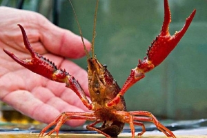 Ngăn chặn nguy cơ xâm nhiễm virus mới từ tôm Trung Quốc vào Việt Nam