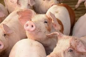 Ninh Bình: Hỗ trợ trên 200 tỷ đồng cho hộ chăn nuôi bị thiệt hại do tả lợn châu Phi