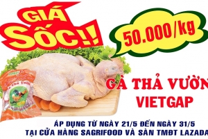 Sagrifood – Gía sốc gà thả vườn VietGAP 50.000 đ/kg