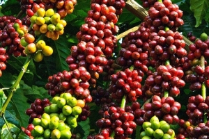 Nguồn cung hạn chế khiến giá cà phê nội địa tăng