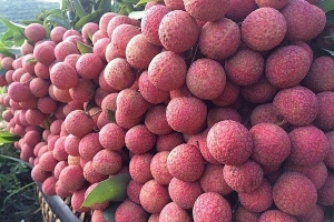Sắp diễn ra Hội nghị tiêu thụ vải thiều quy mô quốc tế