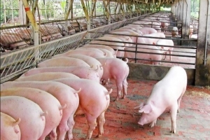 Giá cả thị trường 28/5: Lợn hơi rời mốc 100.000 đồng/kg