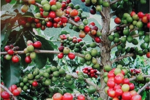 Thị trường giá nông sản ngày 3/6: Giá tiêu, cà phê quay đầu tăng mạnh