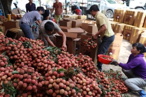 Nhiều doanh nghiệp, tập đoàn tham gia tiêu thụ vải thiều tại Bắc Giang