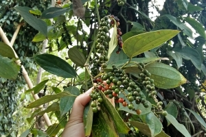 Thị trường giá nông sản 9/6: Giá tiêu và cà phê tăng, đem lại tin vui cho người trồng tiêu