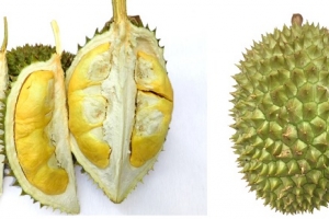 Bảo hộ chỉ dẫn địa lý “Cái Mơn” cho sản phẩm sầu riêng
