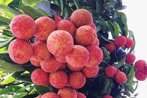 Vải thiều được ‘đặc cách’ khi xuất qua cửa khẩu Lào Cai
