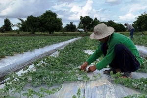 Doanh nghiệp bị thu thuế nhập khẩu hạt giống 10–15%: Tổng cục Hải quan vào cuộc