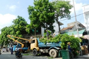 Hà Nội: Cắt tỉa, chặt hạ cây có nguy cơ gẫy đổ trước và trong mùa mưa bão 2020