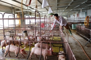 Phú Thọ: Tập trung phòng, chống và ngăn chặn bệnh dịch tả lợn châu Phi tái phát