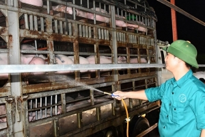 Nhập gần 2 triệu con lợn sống từ Thái Lan về Việt Nam