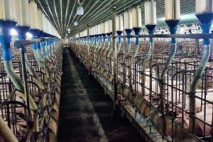 Lãi trước thuế của Vissan năm nay dự kiến đạt 180 tỷ đồng