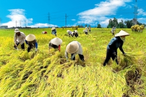 Giá gạo xuất khẩu đã chững lại