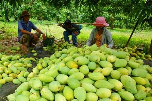 Sơn La: Lô xoài đầu tiên xuất khẩu sang thị trường Mỹ