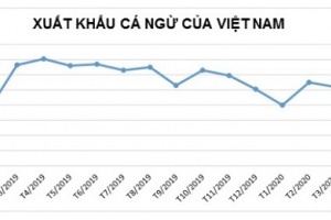 Xuất khẩu cá ngừ tiếp tục giảm do ảnh hưởng bởi COVID-19
