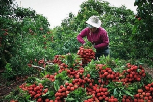 Giá các mặt hàng phụ trợ cho xuất khẩu vải thiều vẫn ổn định
