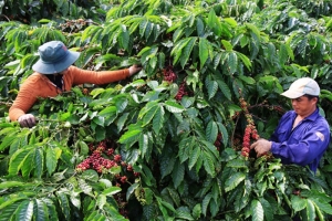 Lâm Đồng: Khuyến công góp phần nâng cao năng suất và chất lượng cà phê