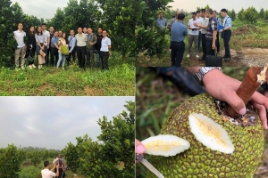 Nông sản xuất khẩu thông quan nhanh nhờ tem truy xuất nguồn gốc