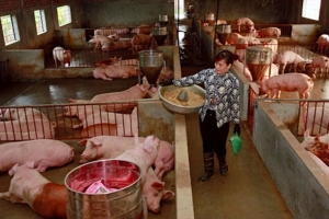Giá heo hơi hôm nay 4/7: Miền Trung tăng mạnh, vượt mốc 80.000 đồng/kg