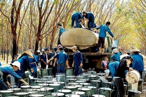 Xuất khẩu cao su giảm mạnh trong 6 tháng đầu năm