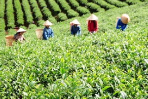 Giá trị xuất khẩu chè giảm hơn 8%