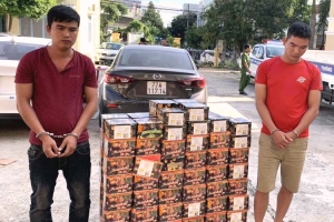 Kon Tum: Mang 2 ô tô đi vận chuyển gần 4 tạ pháo