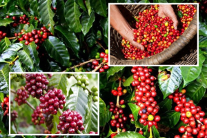 Thị trường giá nông sản 11/7: Cuối tuần giá tiêu lao dốc, cà phê đi ngang