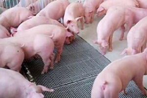 Giá heo hơi ngày 17/7: Duy trì đà tăng