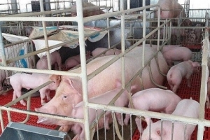 Giá heo hơi ngày 19/7: Duy trì quanh mốc 90.000 đồng/kg trên cả 3 miền