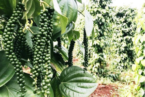 Thị trường giá nông sản 20/7: Đầu tuần, dự báo giá cà phê và tiêu tăng mạnh