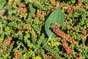 Thị trường giá nông sản 21/7: Giá tiêu đi ngang, cà phê giảm