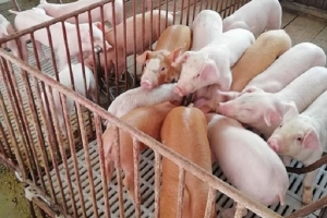 Giá heo hơi ngày 22/7: Tăng mạnh cả 3 miền