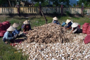 Việt Nam xuất khẩu hơn 156 nghìn tấn sắn và sản phẩm từ sắn