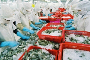 Xuất khẩu tôm Việt Nam tăng 19,2% so với cùng kỳ năm 2019