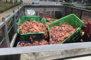 Hà Nội: Phát hiện xe chở hơn 1 tấn nội tạng bốc mùi hôi thối