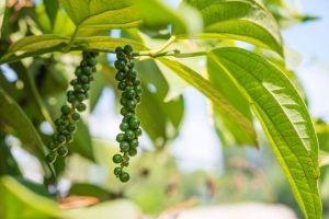 Thị trường nông sản 27/7: Đầu tuần, giá tiêu, giá cà phê đi ngang