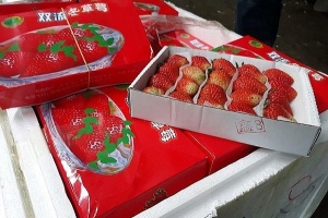 Lô hàng dâu tây Trung Quốc vừa bị thu giữ có dư lượng thuốc trừ sâu gấp 3 lần cho phép