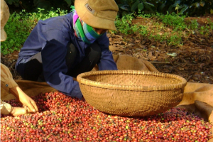 Thị trường giá nông sản 30/7: Giá phê tăng trở lại, tiêu đi ngang