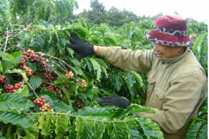 Thị trường giá nông sản 31/7: Giá tiêu và giá cà phê chưa dứt đà giảm