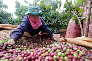 Thị trường nông sản ngày 1/8: Đầu tháng mới, giá tiêu và cà phê cùng giảm