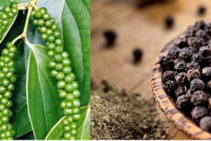 Thị trường giá nông sản 2/8: Giá tiêu giảm, cà phê tăng