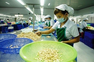 Điều chỉnh mục tiêu xuất khẩu hạt điều xuống 3,2 tỷ USD