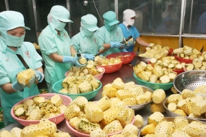 Xuất khẩu rau quả sang Trung Quốc sụt giảm gần 30%