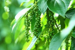 Thị trường nông sản 8/8: Giá tiêu, cà phê tăng trở lại