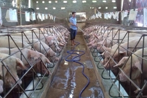 Giá heo hơi 11/8: Duy trì đà giảm trên cả 3 miền