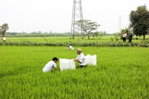 Tiêu dùng gạo thế giới 2020 tăng cao: Đồng bằng sông Cửu Long tăng tốc sản xuất lúa thu đông